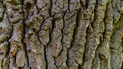 bark of a tree