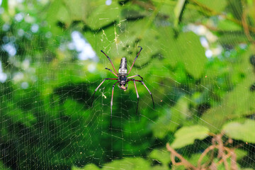 Spider sitting on web with green background. Spider hunting.