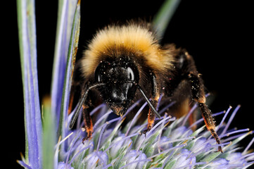Abeja en flor morada