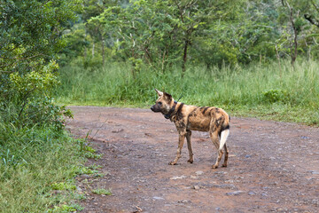 Fototapeta na wymiar Wild dog in Hluhluwe, South Africa