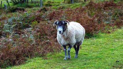 Sheep on the moor, in autumn