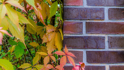 autumn leaves background