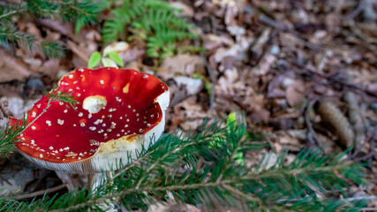 fly agaric mushroom in forest