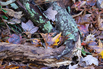 autumn leaves on the ground with twisted tree branch and green lichen
