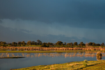 Marisma en un d&iacute;a nublado