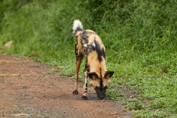 Fototapeta premium Wild dog in Hluhluwe, South Africa