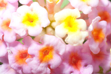 Fototapeta na wymiar Flores de varios colores