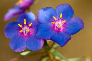 Obraz premium Flor azul