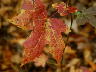 red autumn leaves, maple, close up