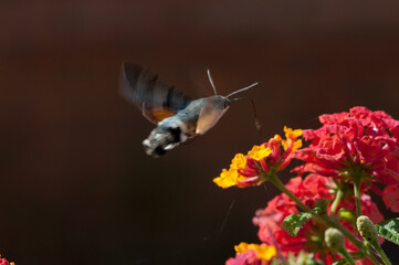 Esfinge Colibri