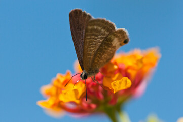 Mariposa en flor