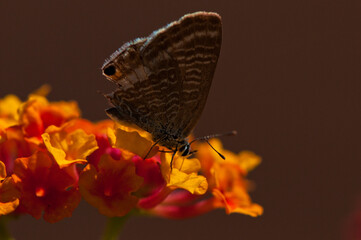 Mariposa en flor