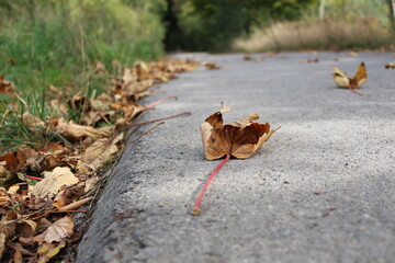 Leaf on a street