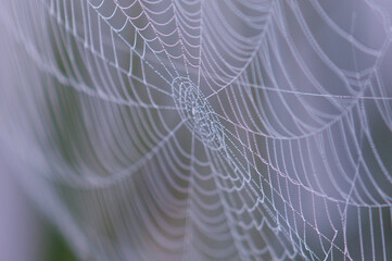 Tela de Araña (Spider web)