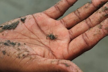 Obraz premium Man holding baby sea crab in hand on beach.Small crab in hand.