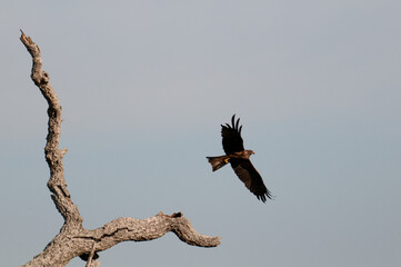 Milano Negro Despegando