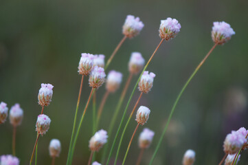 Siemprevivas blancas y verdes