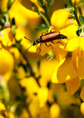 Insecto en flor amarilla