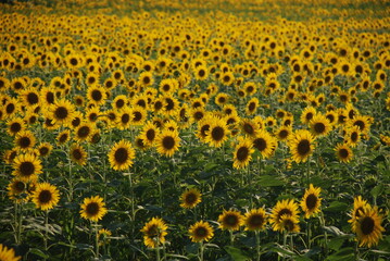 Obraz premium 無数のひまわり