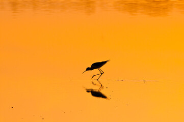 Pajaros en el agua roja