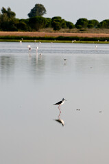 Pajaros en la marisma