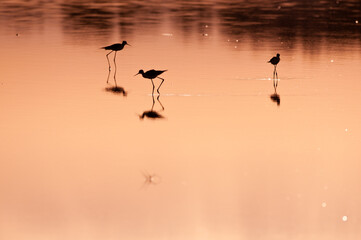 Pajaros en el agua roja