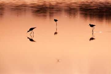 Pajaros en el agua roja