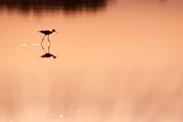 Pajaros en el agua roja