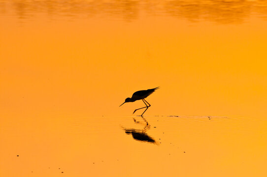 Pajaros en el agua roja