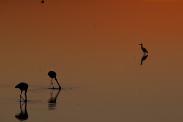 Amanecer con Flamencos en la marisma