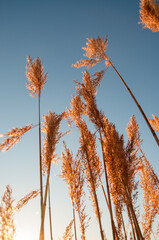 autumn leaves against sky