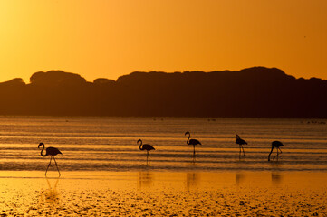 Amanecer con Flamencos en la marisma
