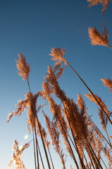 autumn leaves against blue sky