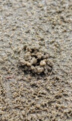 The beautiful sea crab that is making the house by the sea because of the protection of the sea is coming up.