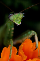 Mantis Religiosa con fondo rojo