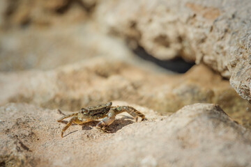 beautiful little crab stands on a rock in the Adriatic Sea.