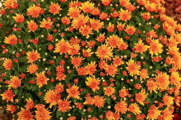 Beautiful background of chrysanthemums. Close-up. Top view.