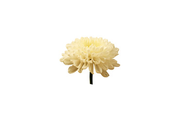 White chrysanthemum. Isolated. Close-up. Top view.