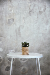 Small cactus pot on white table, with cement backgroud, Scandinavian style