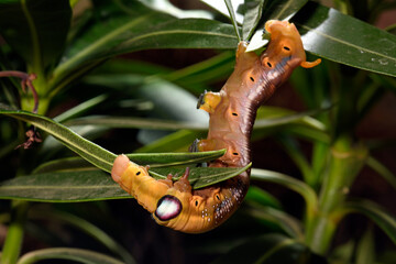 Raupe des Oleanderschwärmer (Daphnis nerii) - Caterpillar of the Oleander hawk-moth - obrazy, fototapety, plakaty
