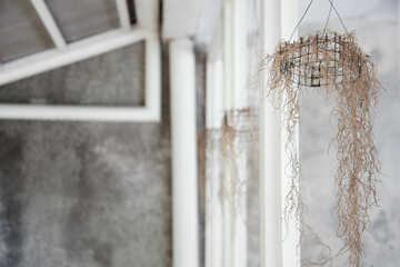 Hanging Dry grass for home decoration,  minimalist concept