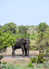 A lonely elephant drinking water from a pond in Kruger National Park, South Africa.