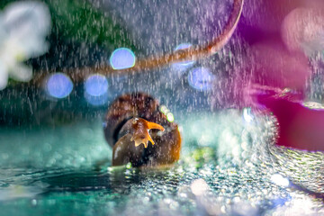 Achatina snail on a background of splashing water and colorful blurry flowers Soft focus