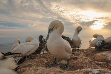 Northern Gannet on a rock in a colony at sunset