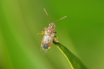 Fototapeta premium Hyaline Grass Bug (Liorhyssus hyalinus)