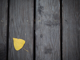 yellow leaf of a tree on a background of old wooden boards