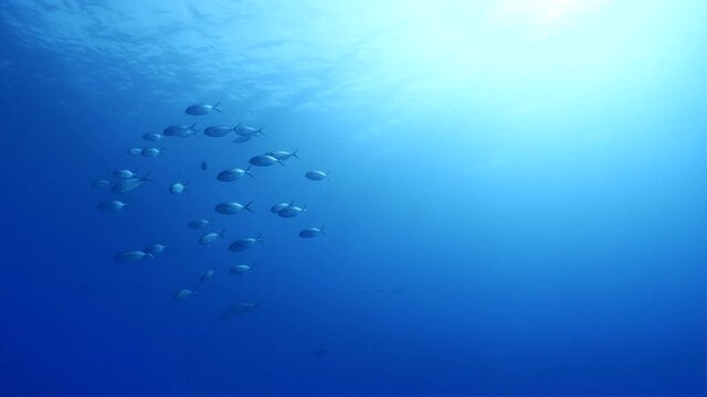 underwater scenery blue water damsel fish school ocean scenery mediterranean