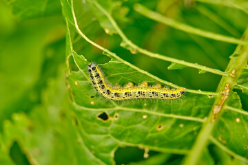 The green shaggy caterpillar destroys fresh foliage. Pests threaten the garden site.