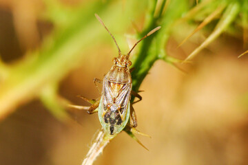 Fototapeta premium Hyaline Grass Bug (Liorhyssus hyalinus)