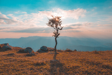Alone or single one tree on the mountain hill cliff in the forest at sunset or evening time.